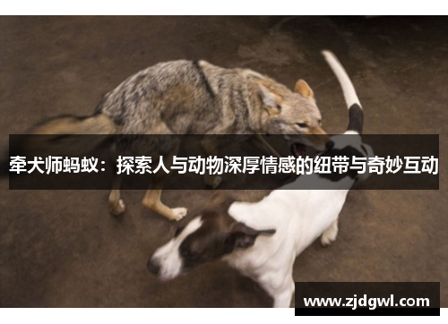 牵犬师蚂蚁：探索人与动物深厚情感的纽带与奇妙互动